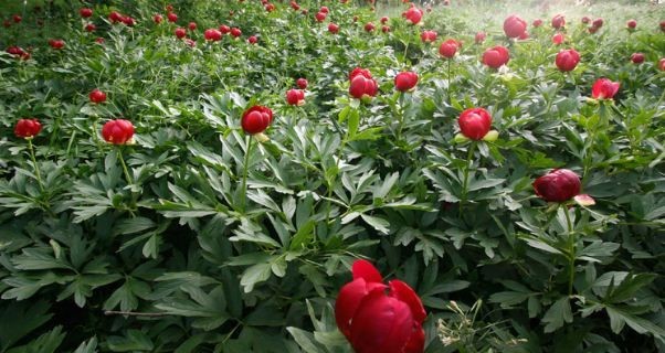 Bujorul - Floarea Națională și Simbol Floral al României