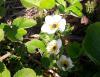 2. Flori de capsun afectate de ger in camp