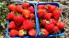 5. Fructe apartinand selectiei de capsun 2008-14-2_viitorul soi Miral
