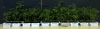 Plante de tomate dupa tratamentul semintelor cu_plasma