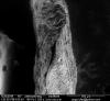 Seminte netratate dr. (Hortinvest, SEM. FEI, Inspect S50)