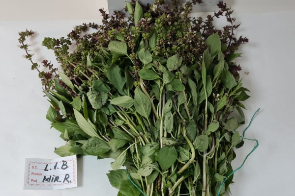 busuioc-verde-proaspat232B27B5-56D9-3314-0CA3-826E356922D5.jpg