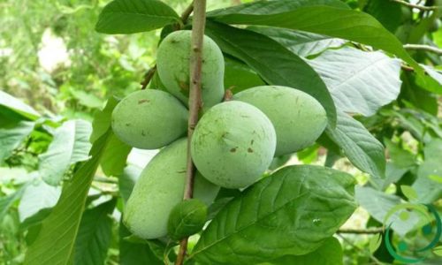 Asimina_triloba Asimina_triloba