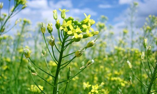 Camelina_camelina_sativa (1) Camelina_camelina_sativa (1)