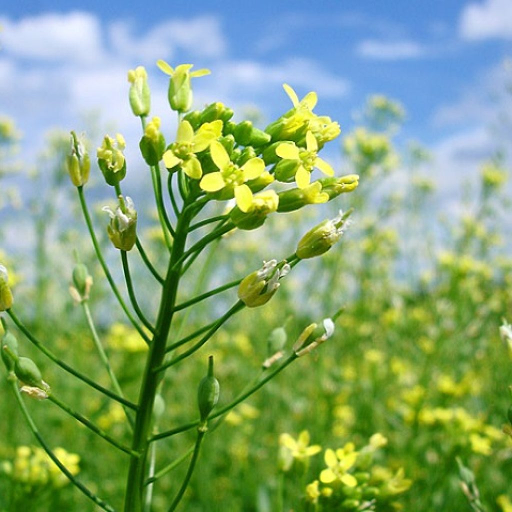 Camelina_camelina_sativa
