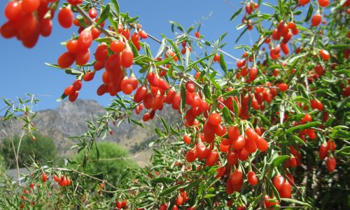 Goji Goji