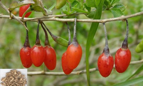 SARA_goji_Wolfberry_bark_Digupi SARA_goji_Wolfberry_bark_Digupi